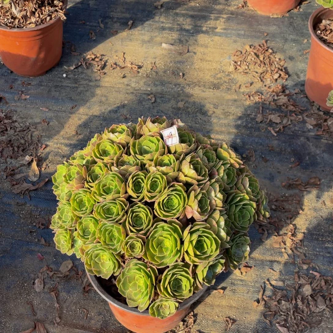 19鲜花老桩万圣节老桩