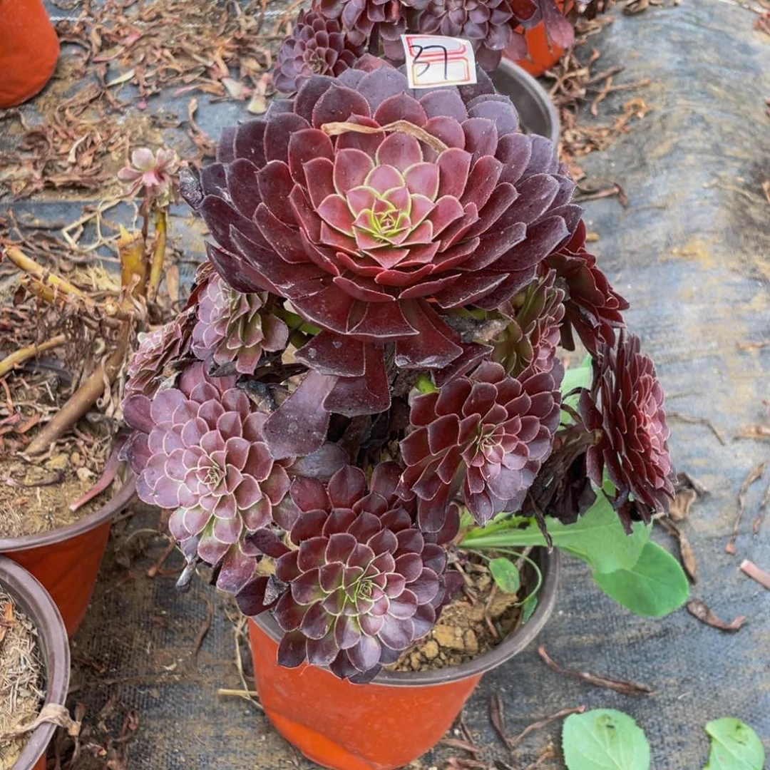 37鲜花黑铜壶不包断枝