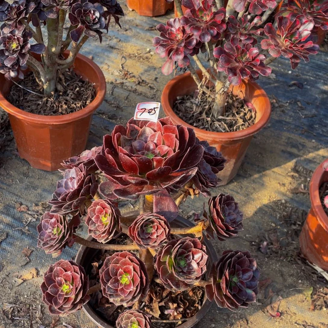 赤焰连有瑕疵不包断枝705