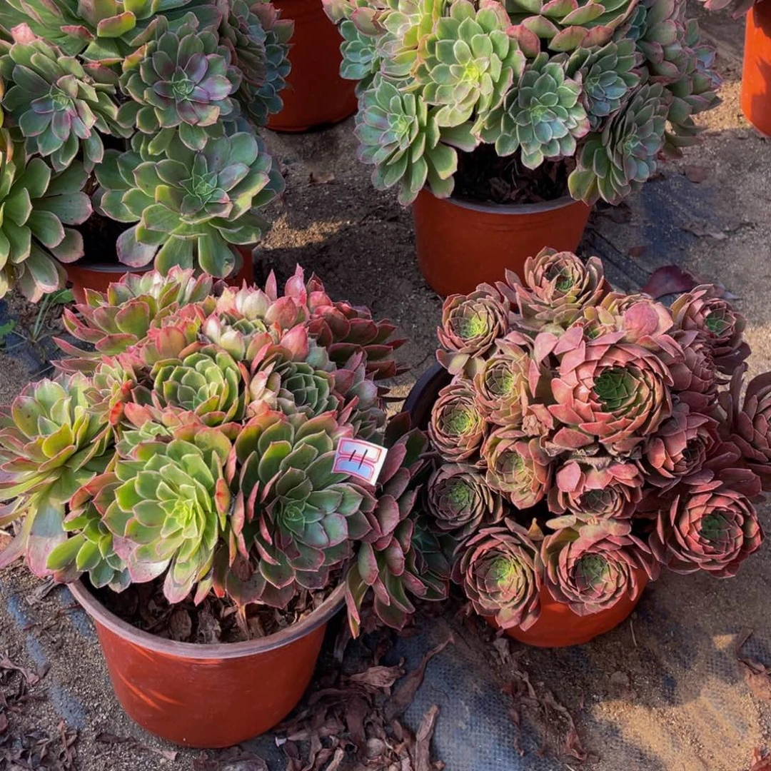 11鲜花老桩一对不包断枝