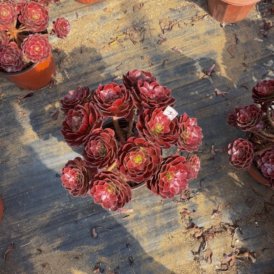 素3鲜花老桩飘枝赤焰连