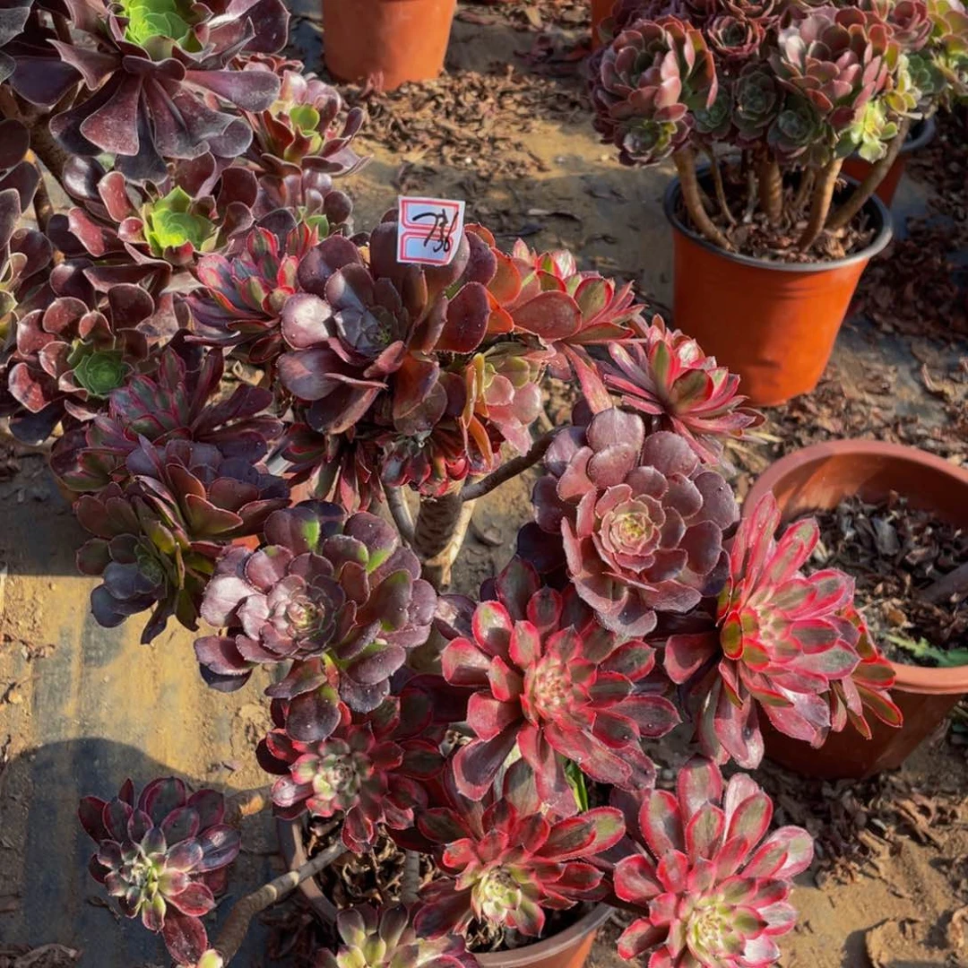 明*736鲜花老桩紫霞有瑕疵