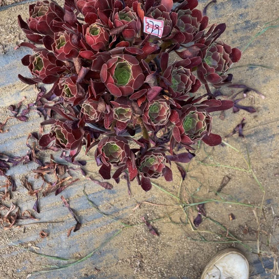 满江红379 鲜花绿植法师