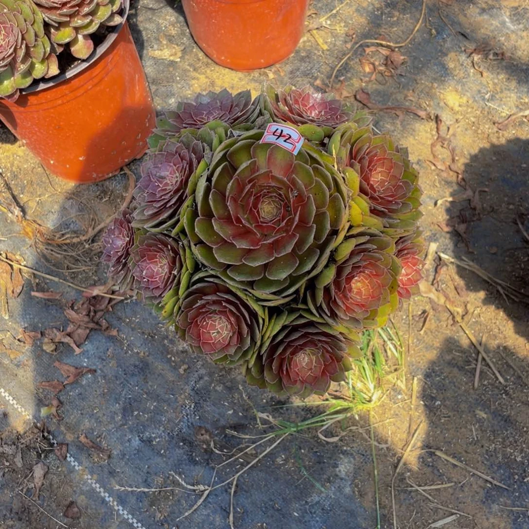 42鲜花老桩红黁鲜花