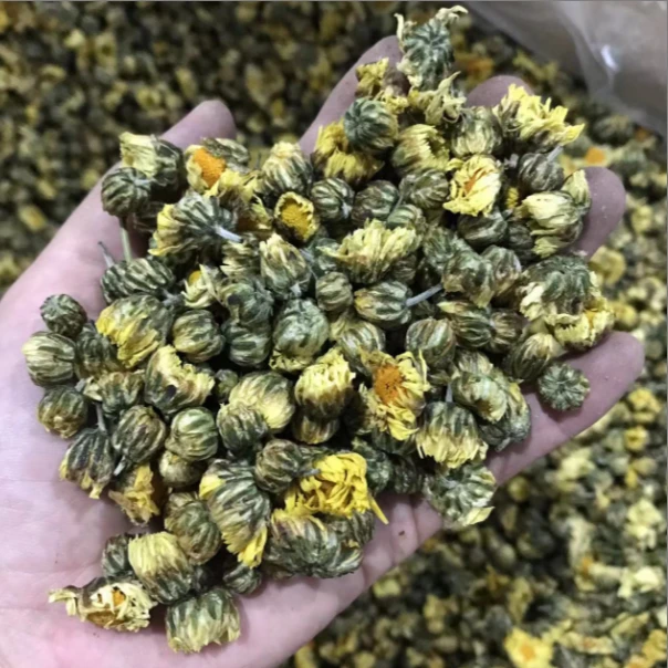 精品胎菊王