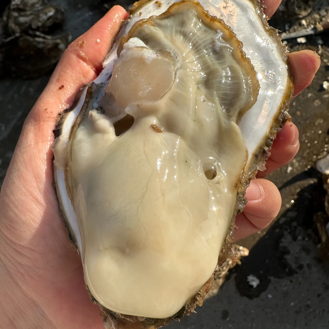 【5斤送5斤】净重10斤青岛海蛎子即墨田横特大3到8两生蚝刺身包肥