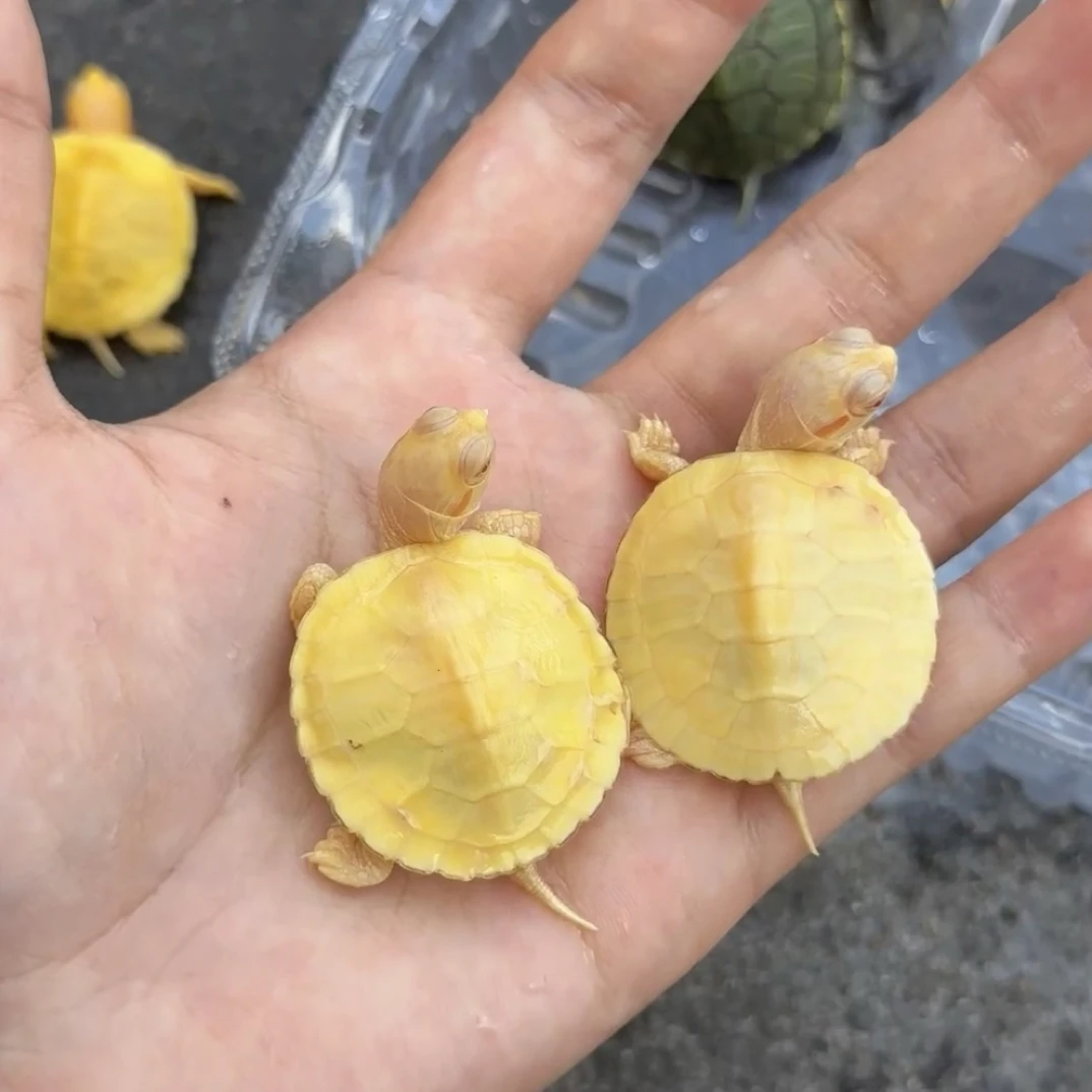 宠物龟（不要乱拍．直播专属链接）