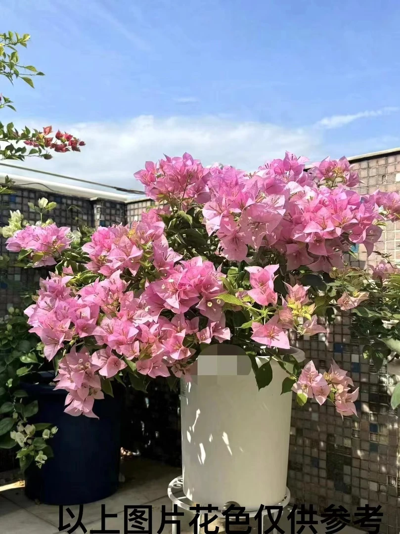 08【1苗9.9米.粉天使】三角梅四季开花颗爬藤阳台庭院勤花不带花