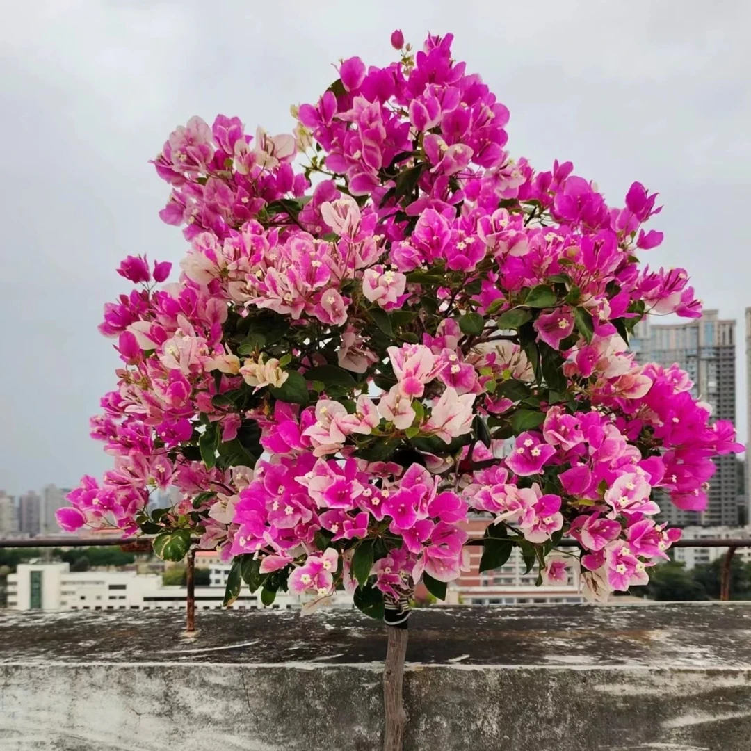 8【第二棵4.9】【漳红樱】三角梅四季开花颗爬藤阳台庭院不带花