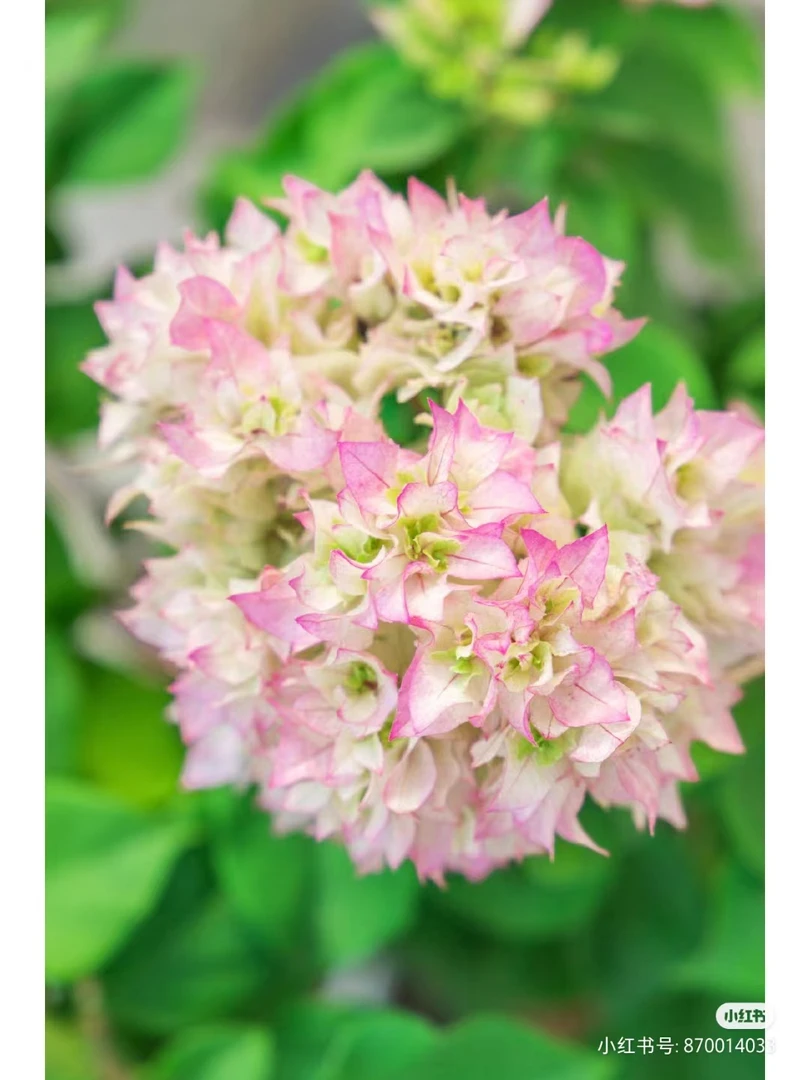08【1苗8.8米.重瓣怡景】三角梅四季开花颗爬藤阳台庭院勤花不带花