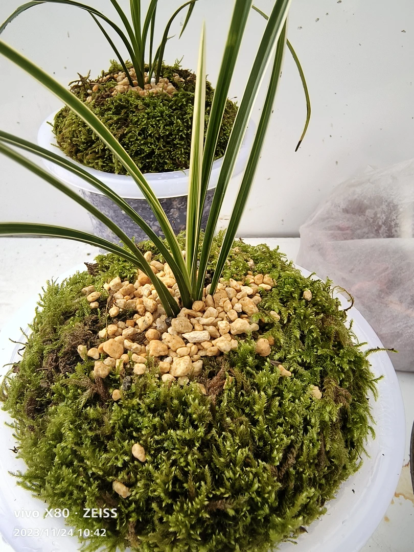 资源送春边夹稿艺，