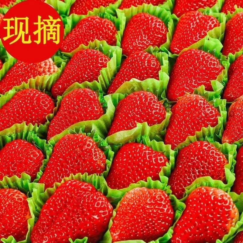 空运包邮【奶甜营养】丹东草莓新鲜当天采摘精选装红颜草莓孕妇礼盒