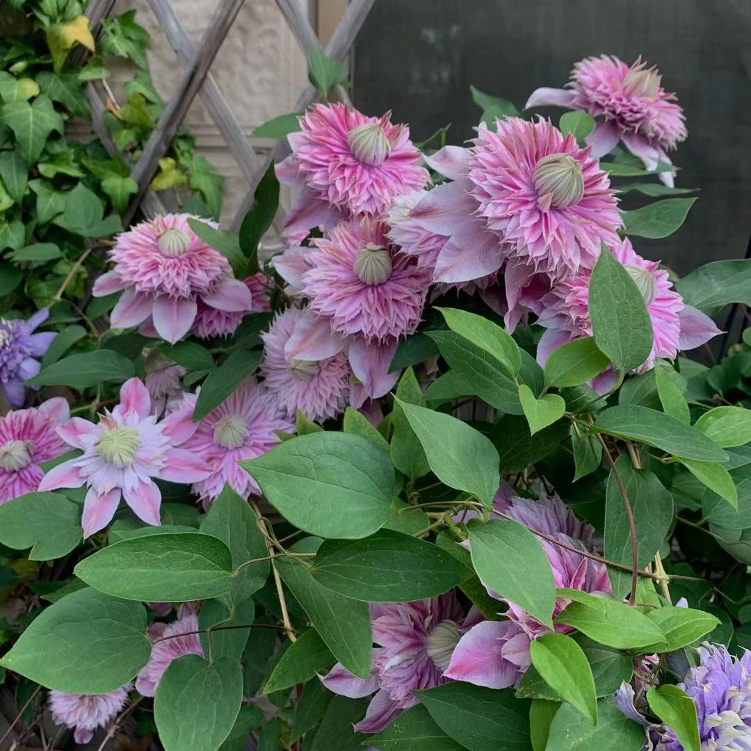 蔚蓝园艺铁线莲二类（约瑟芬）带土庭院阳台花卉藤本攀援植物季节