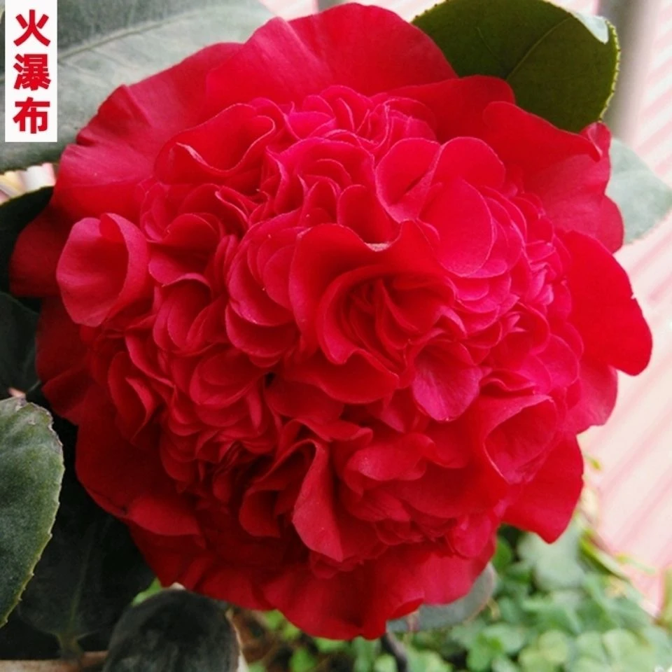 【火瀑布】茶花稀有品种盆栽花卉阳台庭院绿植耐寒耐热好养易活