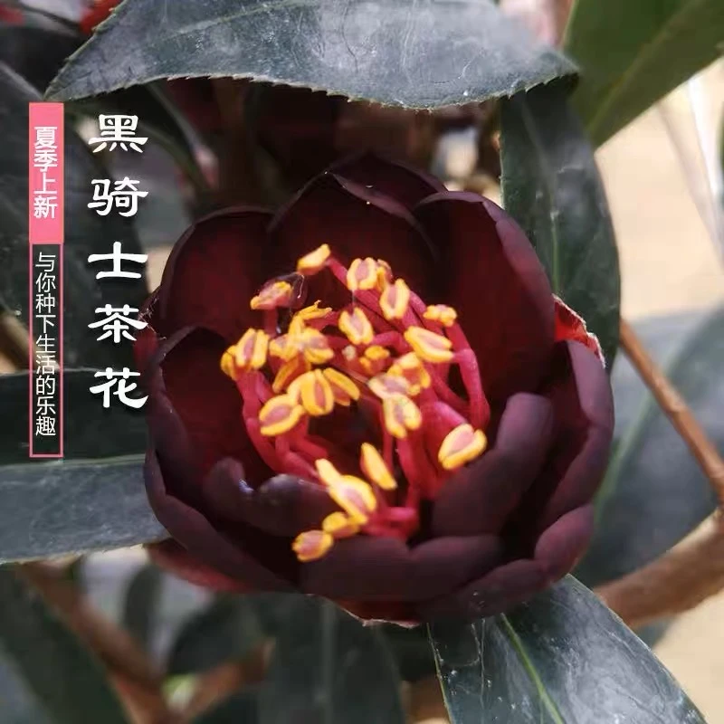 【黑骑士】茶花花开红色耐热耐寒室内外庭院绿植花卉