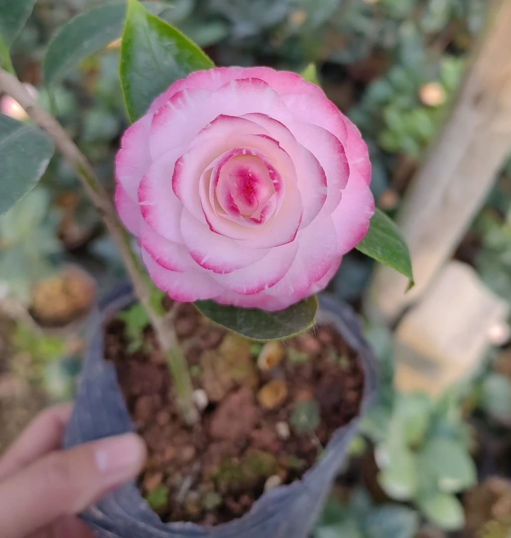 葛蕾丝茶花树苗盆栽原土发货阳台庭院绿植花卉