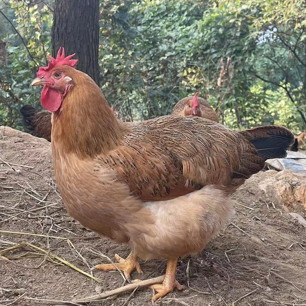 琦程乡茅7个月2只广西农家散养灵山土鸡 香茅走地鸡 毛重约4斤