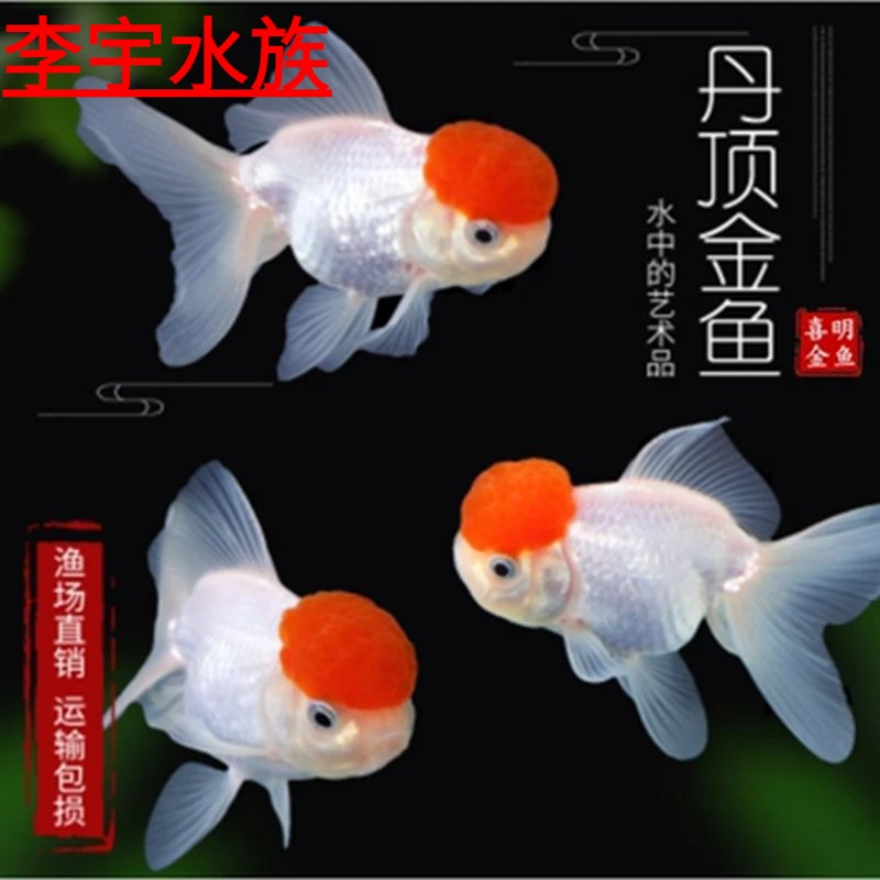 渔场直销金鱼观赏鱼狮子头金鱼红狮顶红金鱼鸿运当头泰狮国狮锦鲤