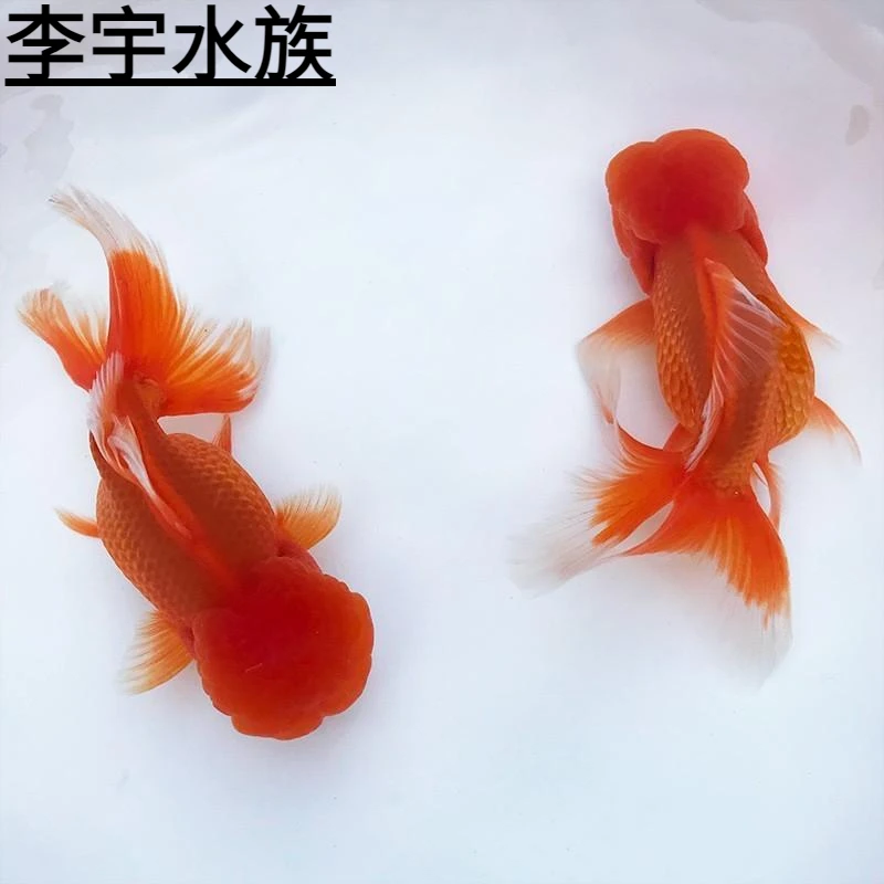 鹤顶红金鱼红狮观赏鱼冷水鱼鸿运当头丹顶红鱼苗小型鱼好养活锦鲤