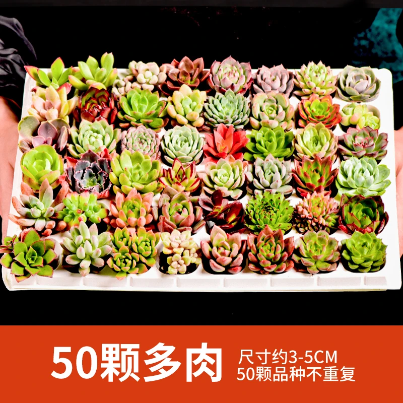 云南多肉植物稀有50颗基地批新手幼儿园迷你组合拼盘室内美人多肉