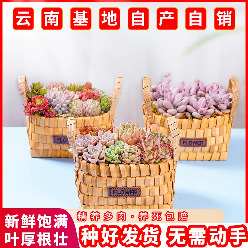 恭田云南多肉植物桃蛋创意组合栽培植物竹编花篮美观种好发货新手