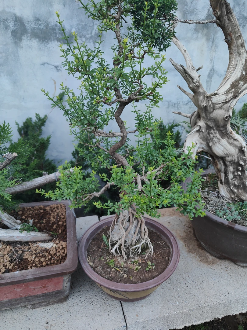 迎春花盆景，耐寒耐冻，春节开花