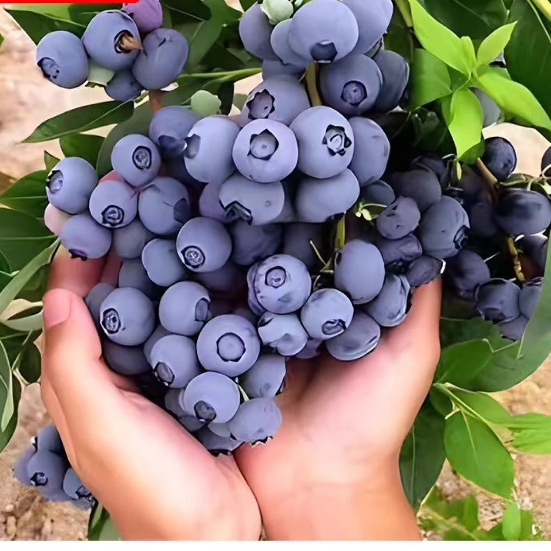 大果蓝莓适合南方北方盆栽地栽阳台小院种植