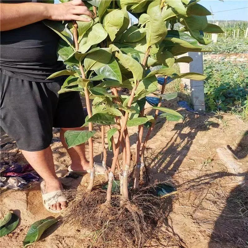 脆甜柿子树南北方种植盆栽地栽