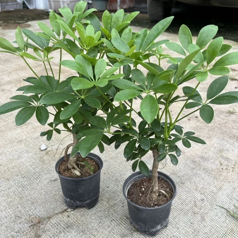 八方来财茉莉花鸭脚木盆栽棒棒糖型室内懒人易活办公桌小绿植苗