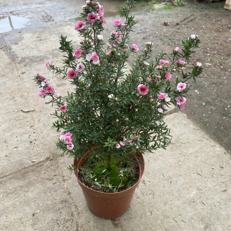 松红梅盆栽带花苞澳洲雪梅花室内花卉阳台四季开花秋冬季客厅庭院