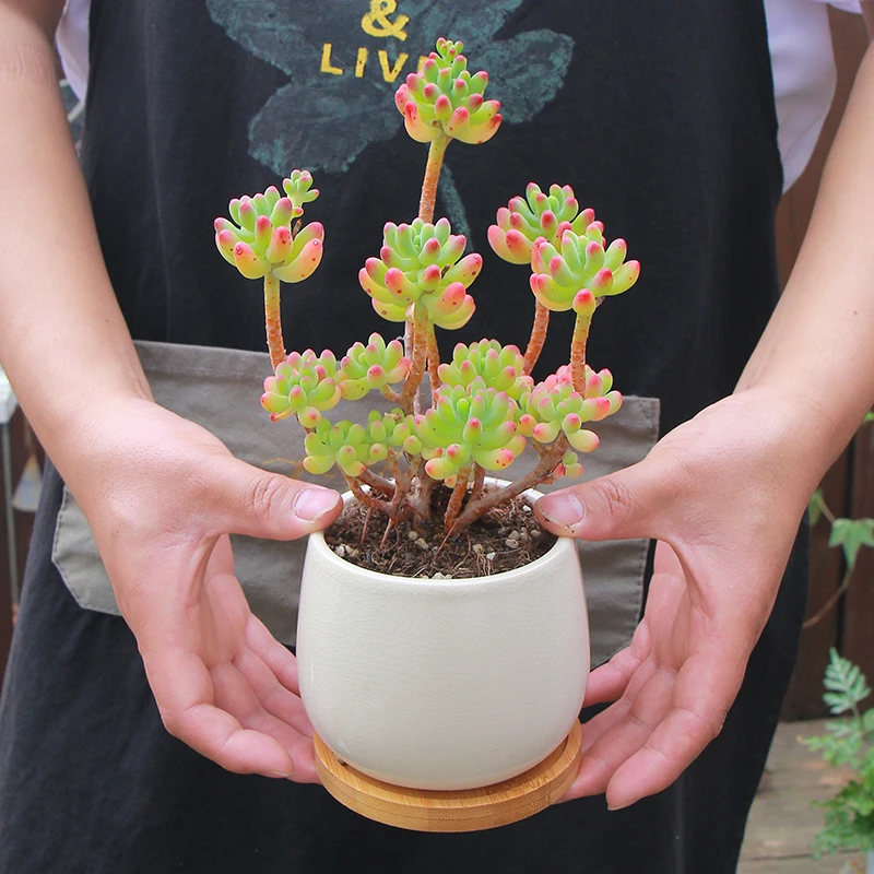 果冻乙女心老桩多肉植物带盆栽好送木托盘办公室桌盆栽防辐射净化