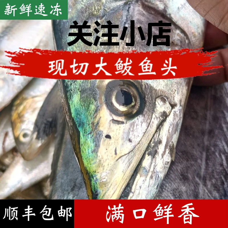 新鲜鲅鱼头一斤2冷冻个山东日照发货新鲜速冻海捕肉质冷链鲜活