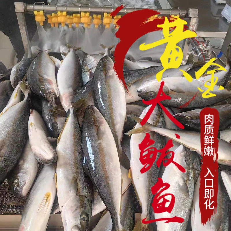 黄金鲅鱼黄狮鱼青甘鱼五斤净重新鲜速冻日照发货顺丰包邮