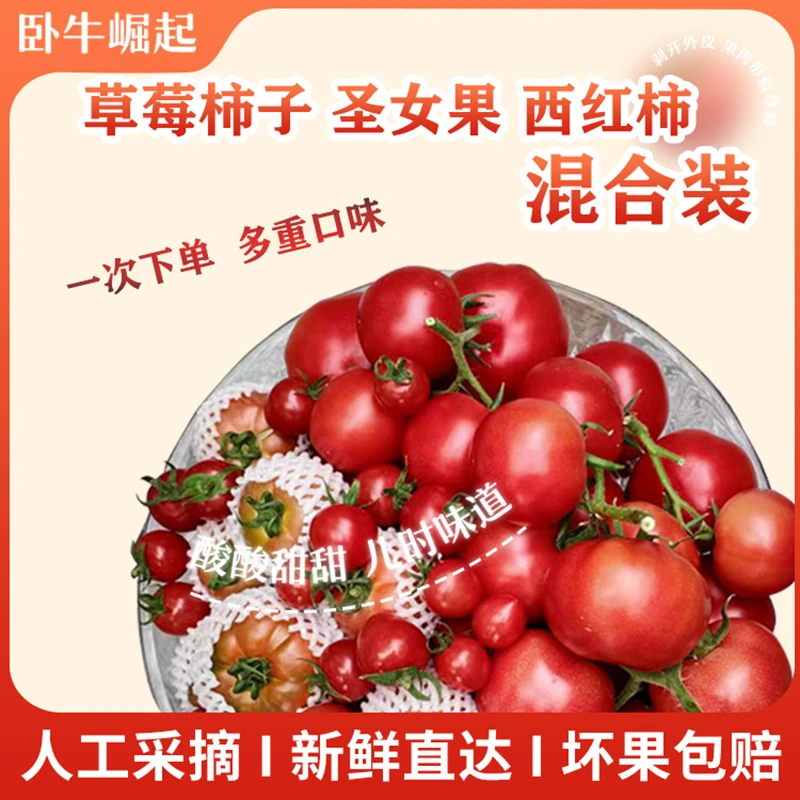 卧牛崛起｜草莓西红柿圣女果沙瓤西红柿3斤/5斤混合装发货坏果包赔