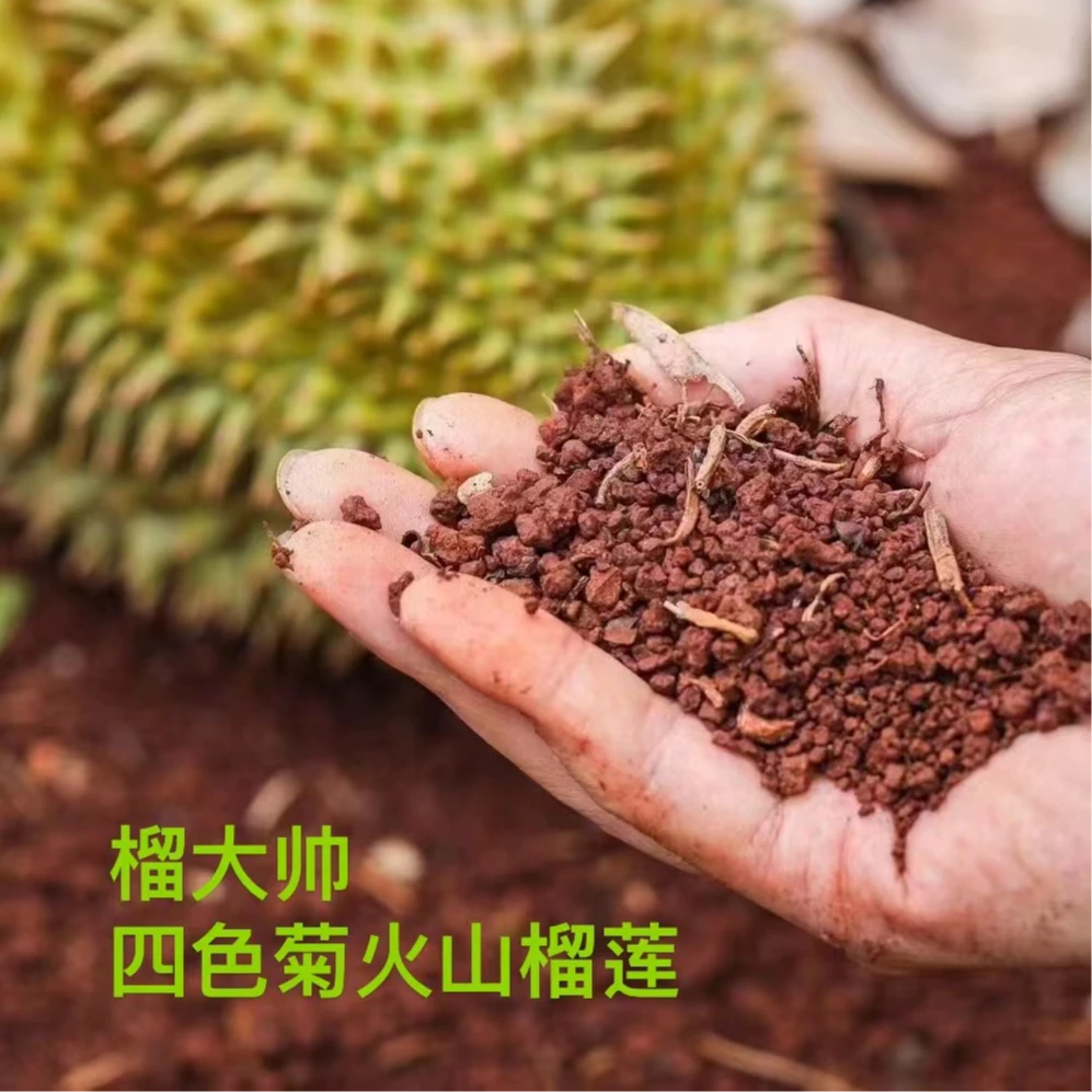 青岛同城半日达 （火山）泰国金枕榴莲30年老树树上熟A果