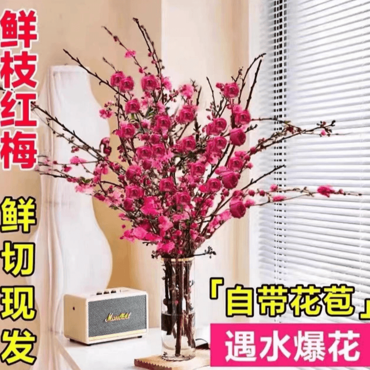 【宠粉福利】年宵花卉春节开花 红梅干枝遇水开花四季开花室内花卉