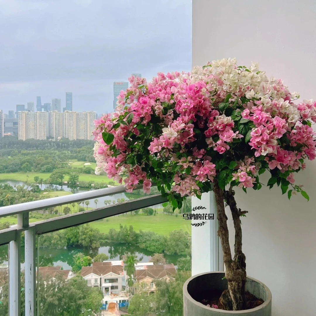 三角梅一物一拍（嫁接棒棒糖）专享