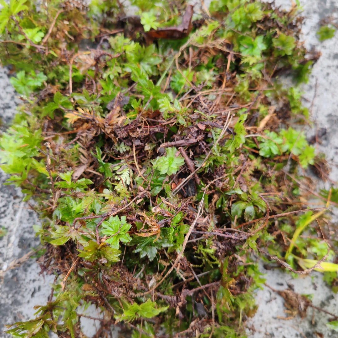 小土收山货 回芯曹菇
