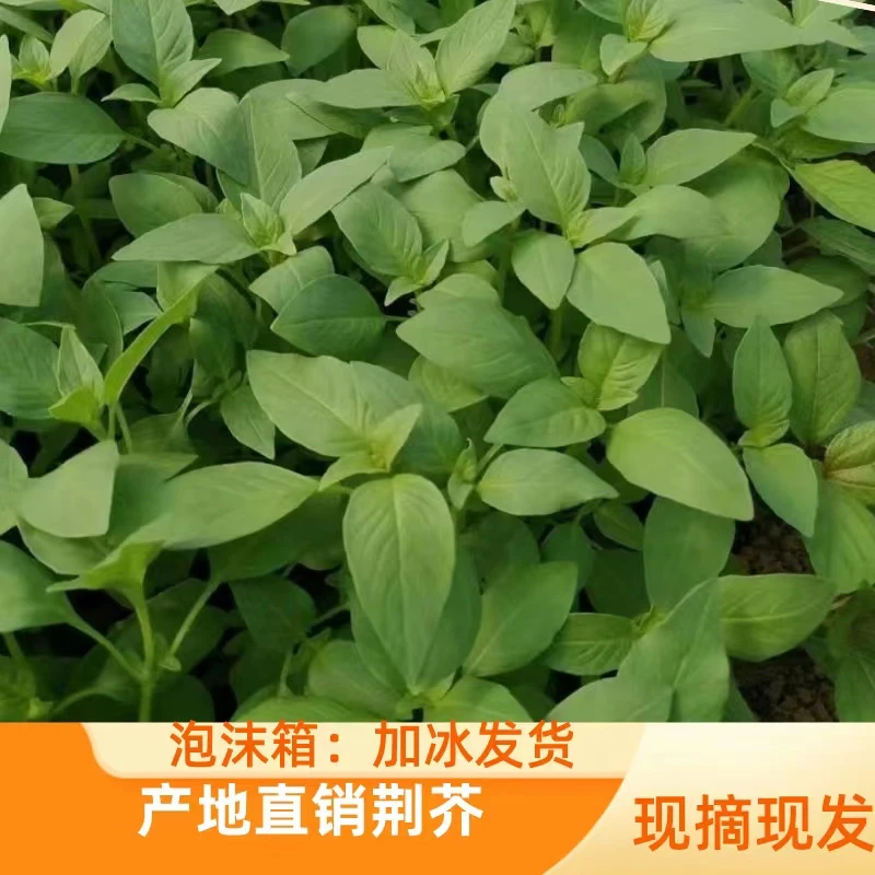 新鲜荆芥菜安徽大叶荆芥阜阳特产茎芥菜调味菜蔬菜现摘现发加冰发