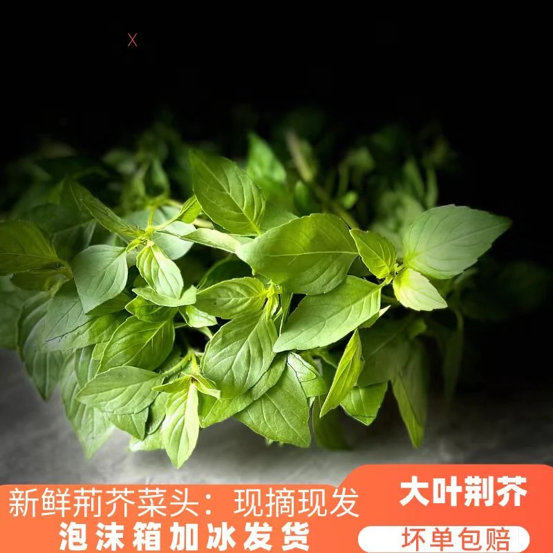 安徽新鲜荆棘菜阜阳特产大叶荆芥菜现摘现发荆芥头调味菜冰鲜发货