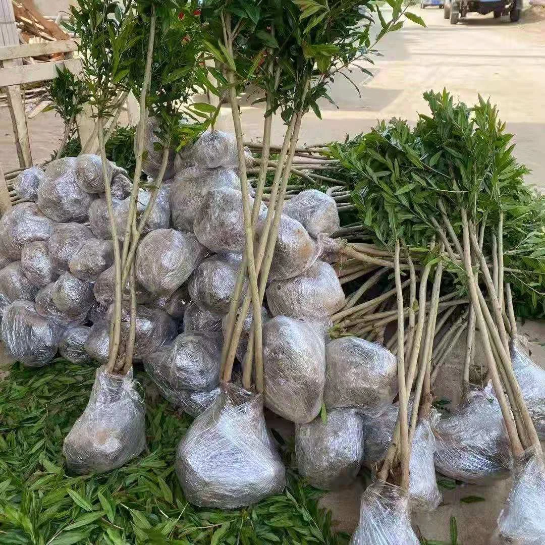 红宝石 盆栽地栽 不带叶