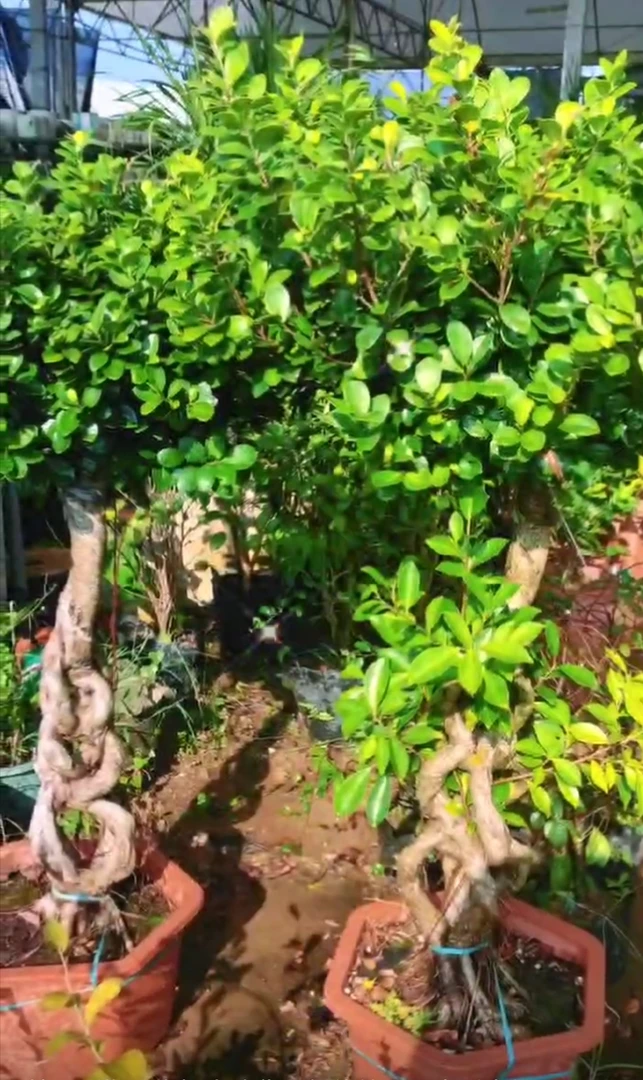 金耀直播间绿植一物一拍八