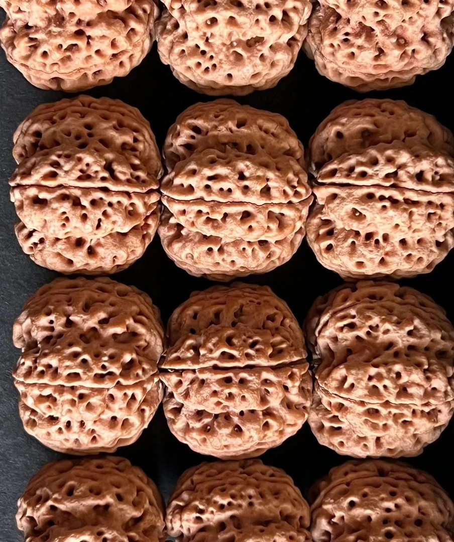 尼泊尔大金刚2024新籽