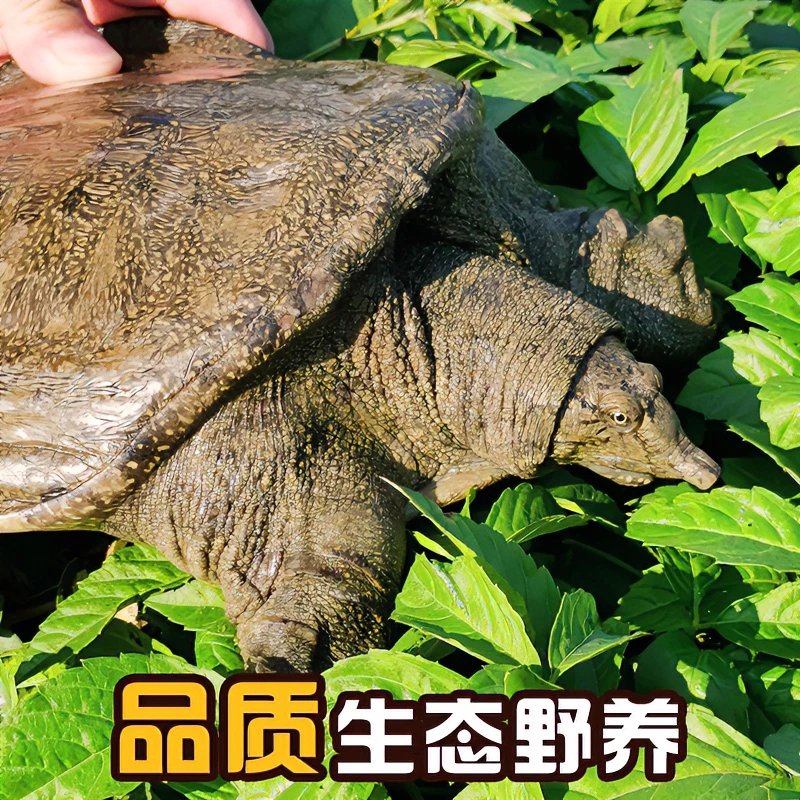 西洞庭外塘散养生态甲鱼 一手货源 鲜活放养