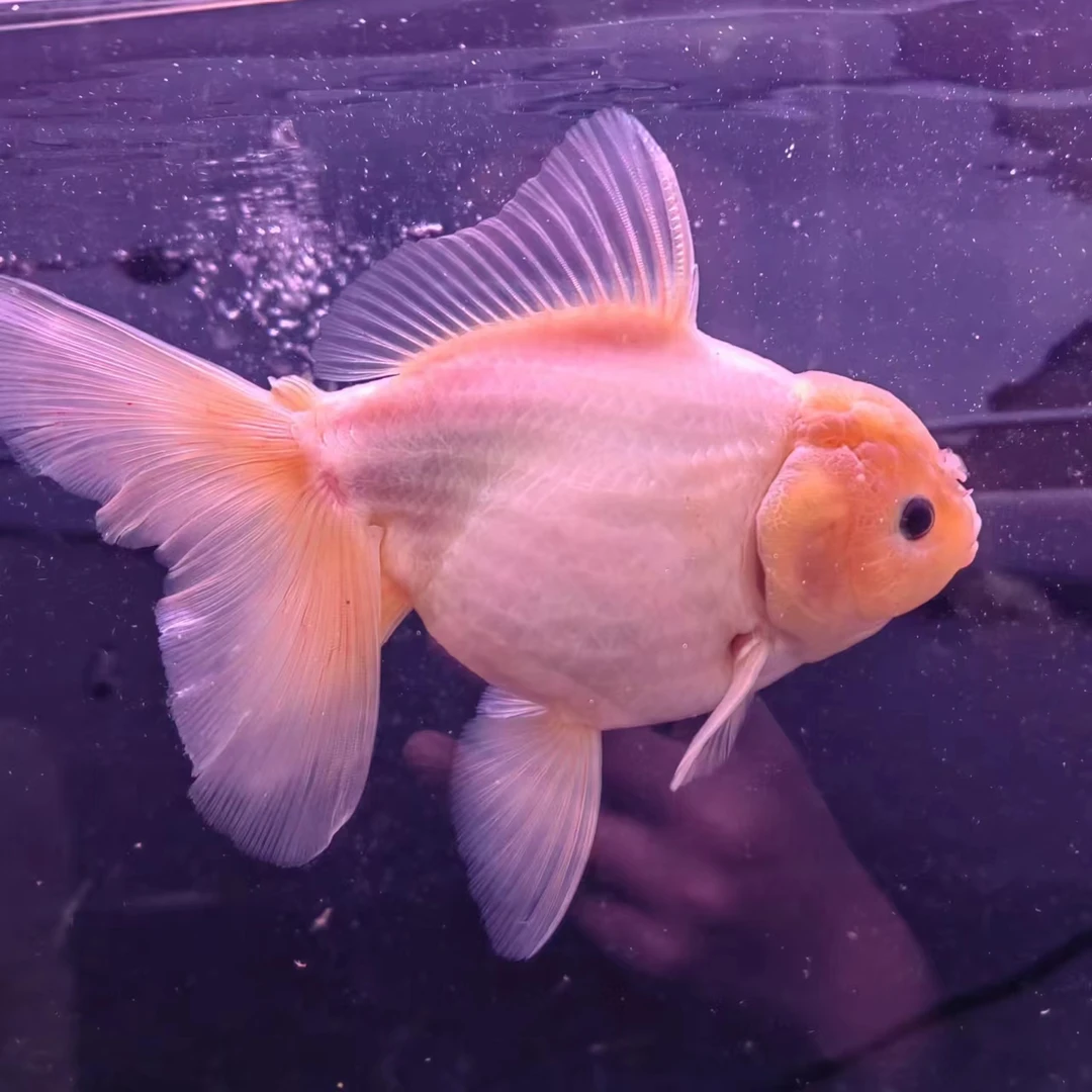 精品泰狮观赏鱼直播养鱼养殖水族链接