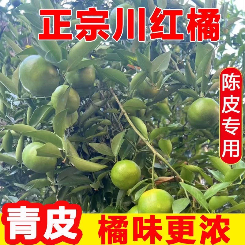 正宗四川老树川红橘青皮橘子陈皮专用现摘新鲜川红橘小青橘有籽