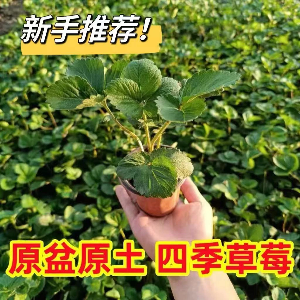 草莓【原盆原土杯苗】，栽培生长草莓苗移栽土壤发货
