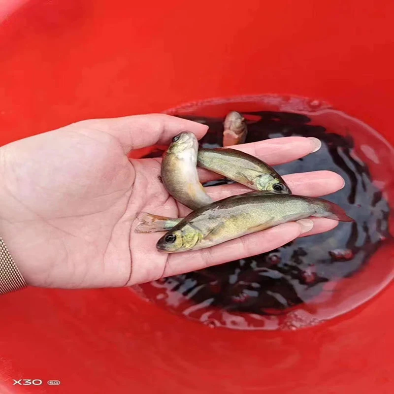 丁桂鱼苗淡水养殖食用欧洲大丁贵鱼须鱼岁易养活丁穗鱼冷水小鱼苗
