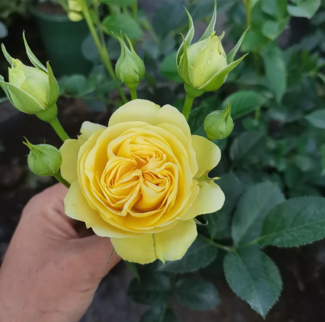 绿美人月季花期多年生花卉盆栽地栽阳台庭院四季开花花卉180大盆