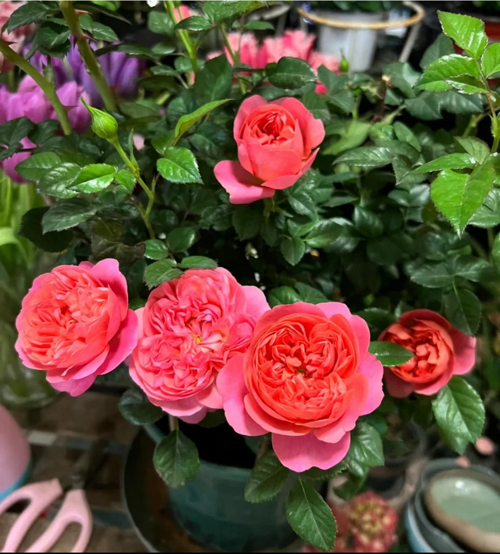 红色果汁阳台月季玫瑰多花勤花四季开花多年生地栽盆栽阳台庭院